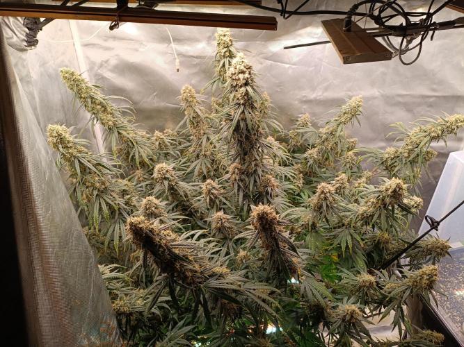 OG kush atuo x1. Week 11 - Day 80