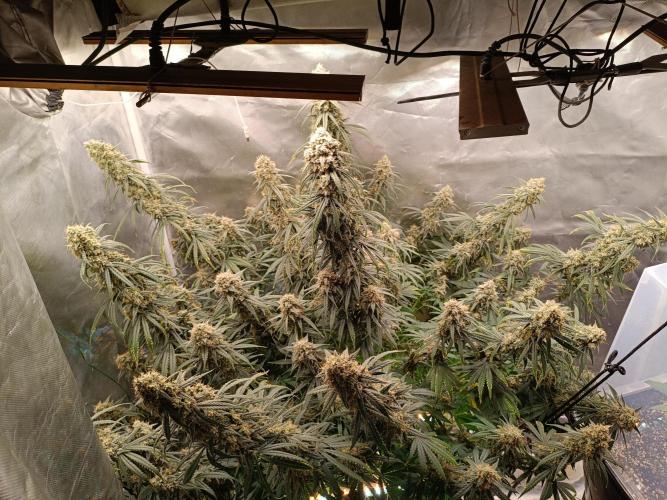 OG kush atuo x1. Week 11 - Day 81