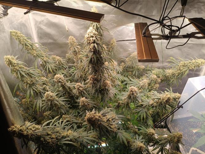 OG kush atuo x1. Week 11 - Day 83