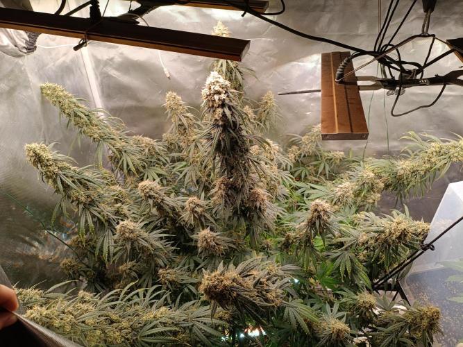 OG kush atuo x1. Week 11 - Day 84