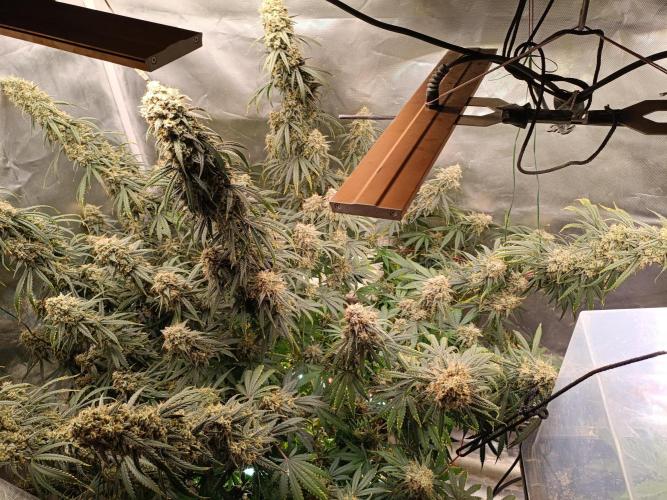 OG kush atuo x1. Week 11 - Day 84