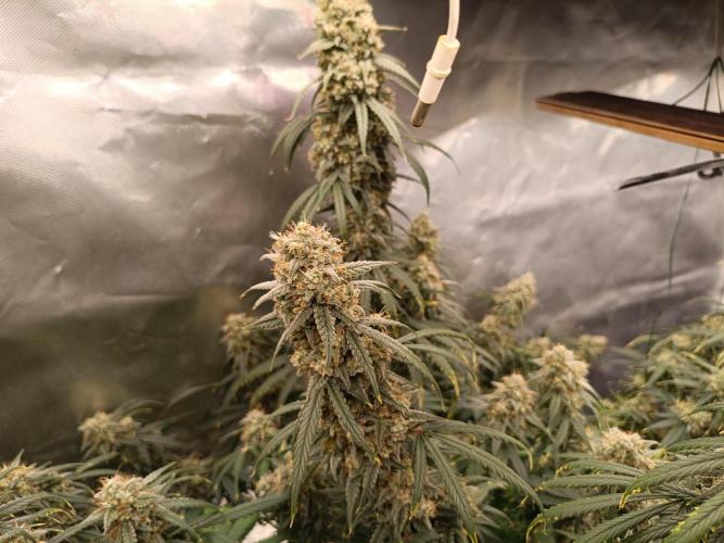 OG kush atuo x1. Week 11 - Day 84
