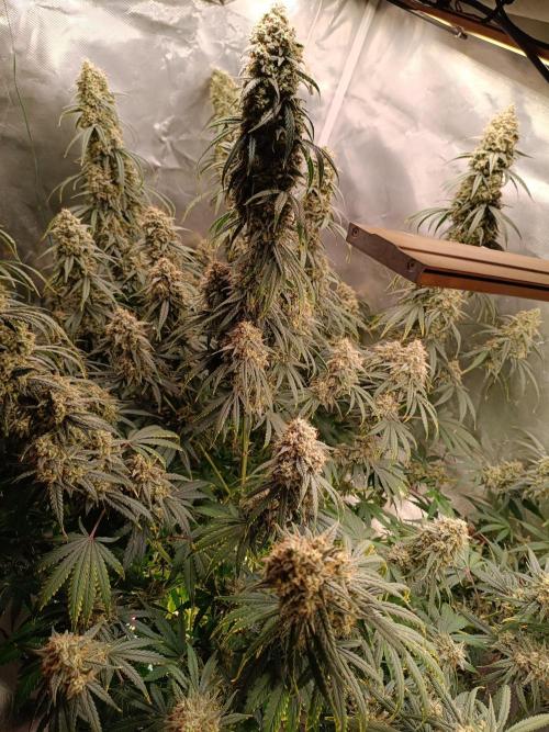 OG kush atuo x1. Week 11 - Day 84