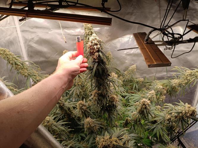OG kush atuo x1. Week 11 - Day 84