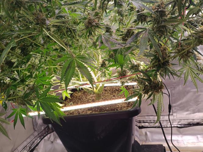OG kush atuo x1. Week 11 - Day 84