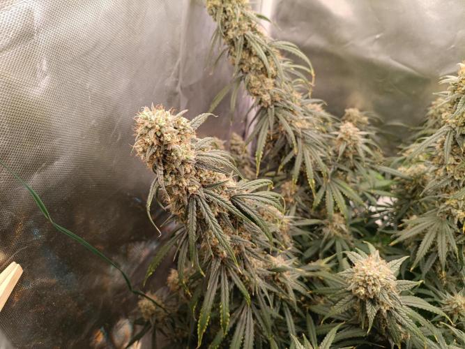 OG kush atuo x1. Week 11 - Day 84
