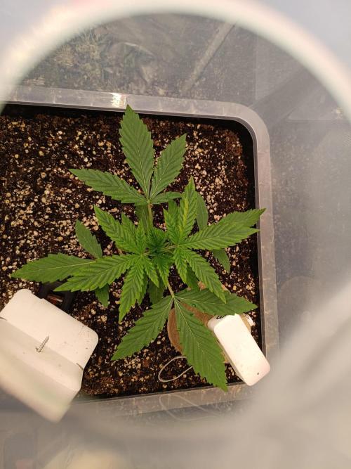 Sour scrumpy x 1. Week 2 - Day 16