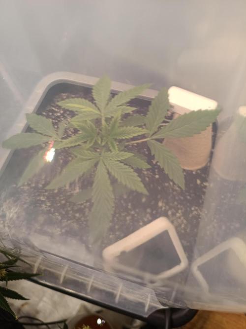 Sour scrumpy x 1. Week 2 - Day 18