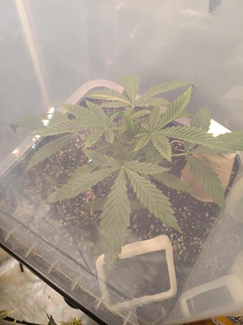 Sour scrumpy x 1. Week 2 - Day 19
