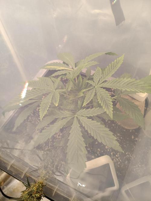 Sour scrumpy x 1. Week 2 - Day 20