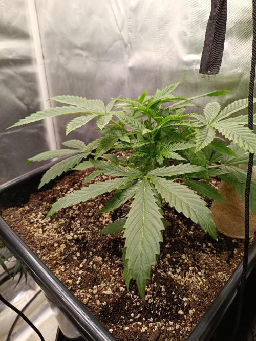 Sour scrumpy x 1. Week 2 - Day 21