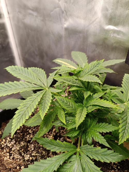 Sour scrumpy x 1. Week 2 - Day 21