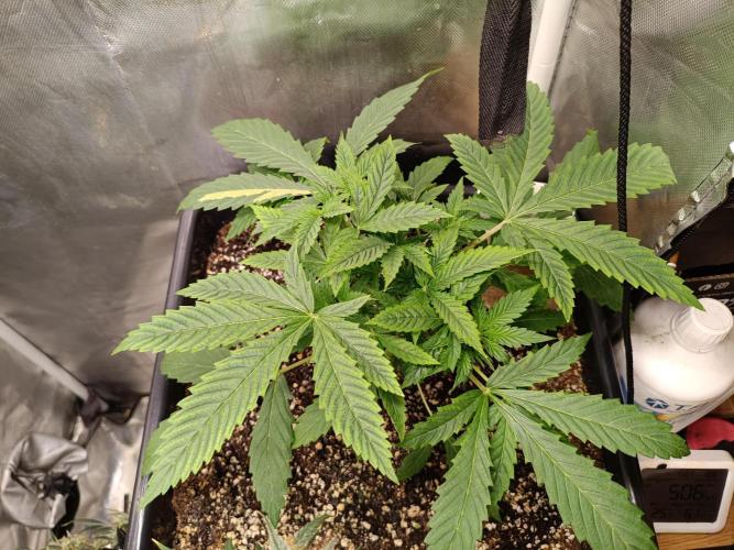 Sour scrumpy x 1. Week 2 - Day 21