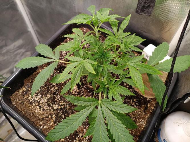 Sour scrumpy x 1. Week 2 - Day 21 after defoliation 