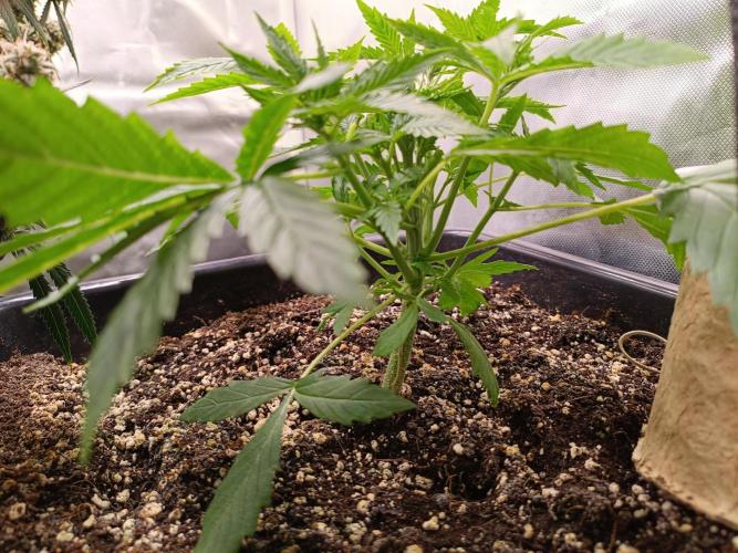 Sour scrumpy x 1. Week 2 - Day 21