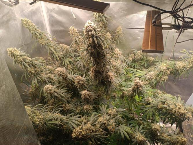 OG kush atuo x1. Week 12 - Day 87