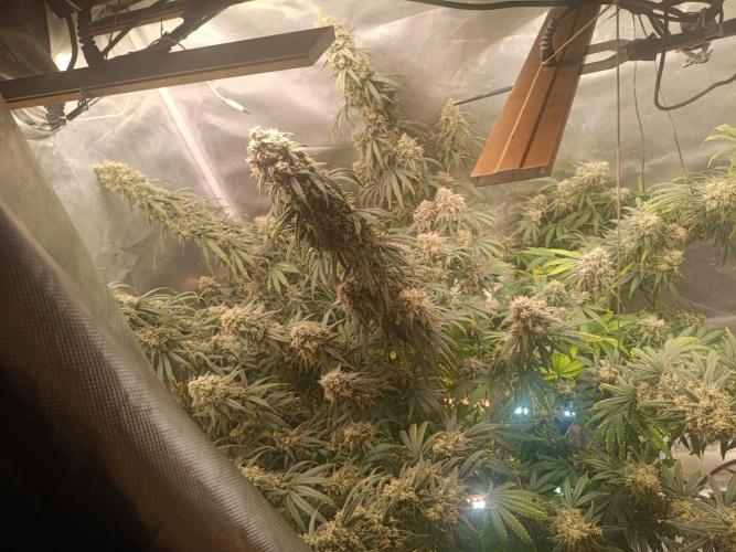 OG kush atuo x1. Week 12 - Day 88