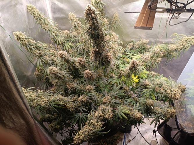 OG kush atuo x1. Week 12 - Day 90