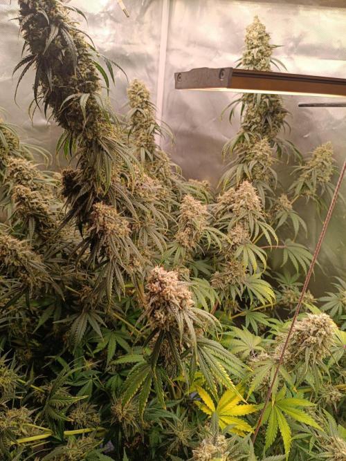 OG kush atuo x1. Week 12 - Day 90