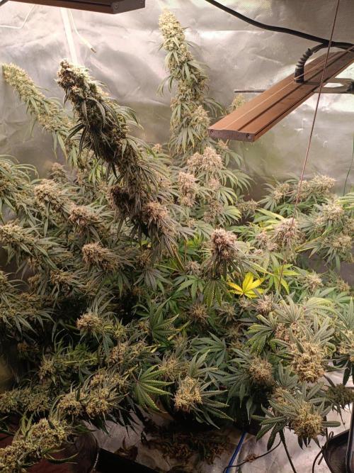 OG kush atuo x1. Week 12 - Day90