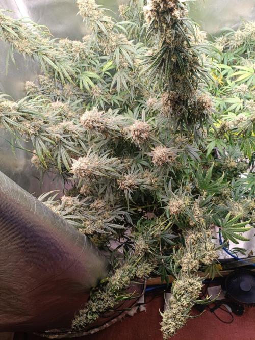 OG kush atuo x1. Week 12 - Day90
