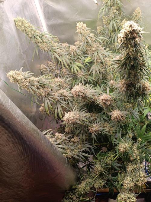 OG kush atuo x1. Week 12 - Day90