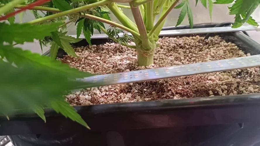 OG kush atuo x1