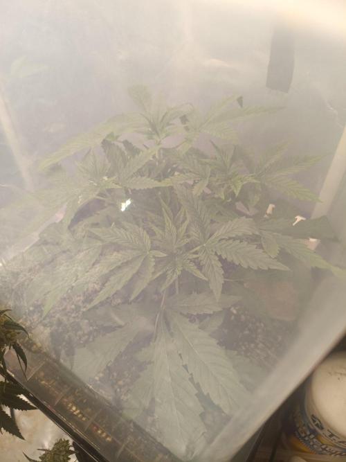 Sour scrumpy x 1. Week 3 - Day 23