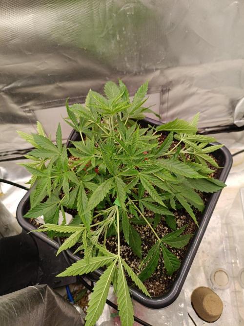 Sour scrumpy x 1. Week 3 - Day 25