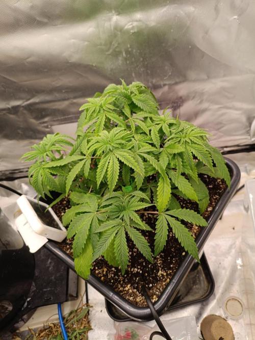 Sour scrumpy x 1. Week 3 - Day 27