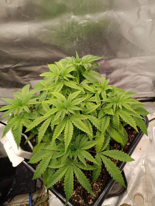 Sour scrumpy x 1. Week 3 - Day 28