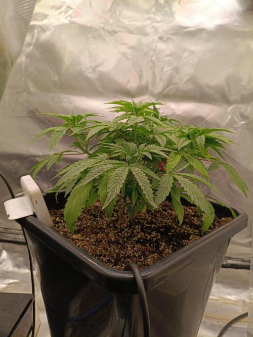 Sour scrumpy x 1. Week 3 - Day 28