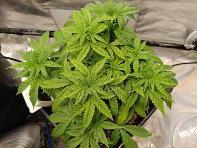 Sour scrumpy x 1. Week 3 - Day 28