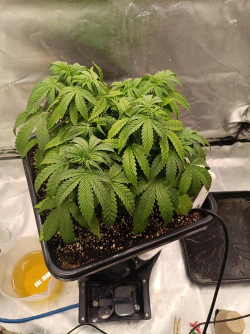 Sour scrumpy x 1. Week 4 - Day 31