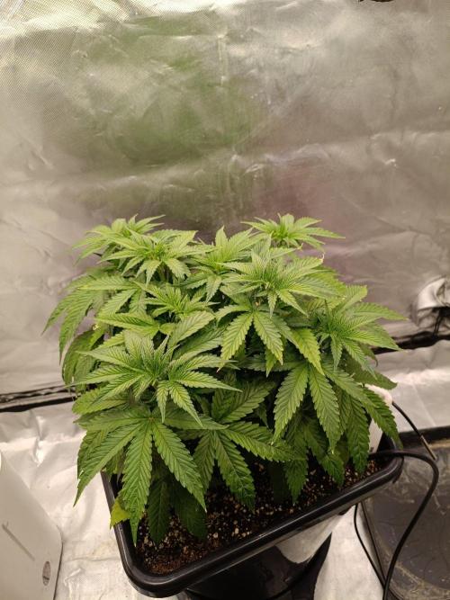 Sour scrumpy x 1. Week 4 - Day 32