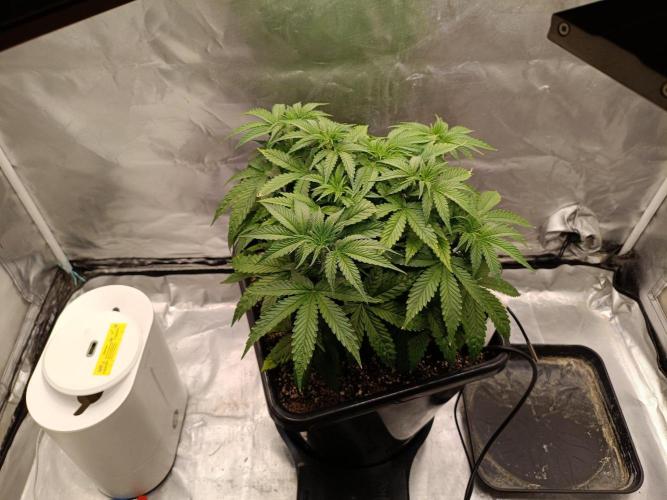 Sour scrumpy x 1. Week 4 - Day 33