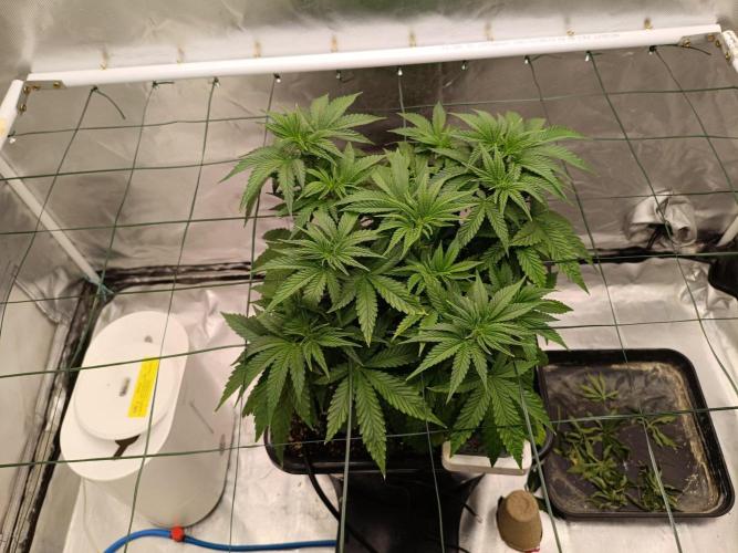 Sour scrumpy x 1. Week 4 - Day 34
