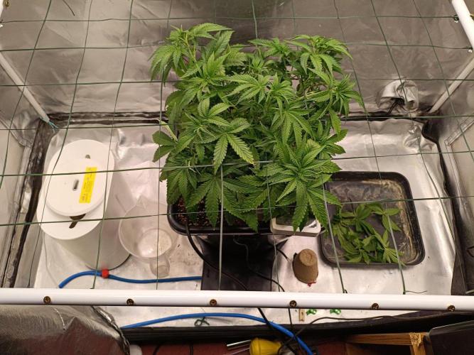 Sour scrumpy x 1. Week 4 - Day 33