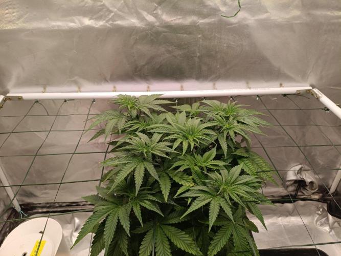 Sour scrumpy x 1. Week 4 - Day 35