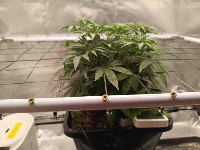 Sour scrumpy x 1. Week 4 - Day 35