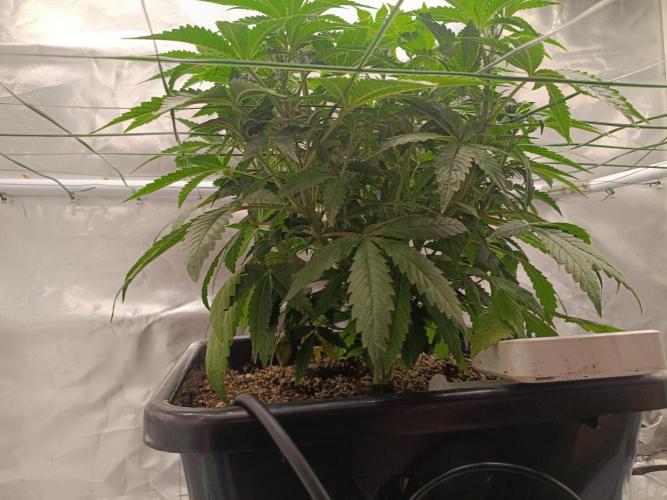 Sour scrumpy x 1. Week 4 - Day 35