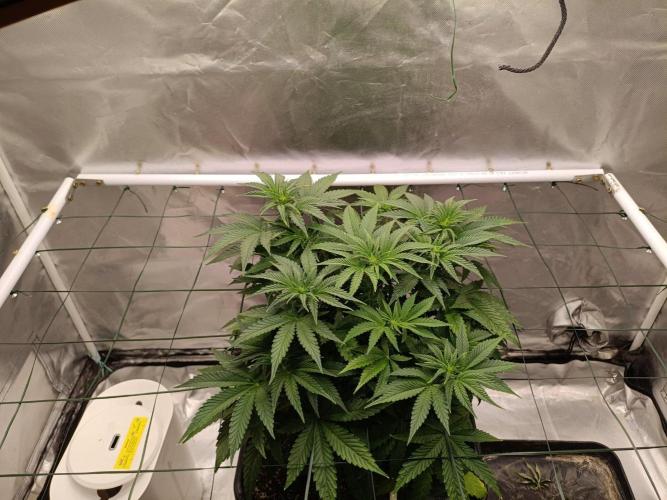 Sour scrumpy x 1. Week 5 - Day 36 