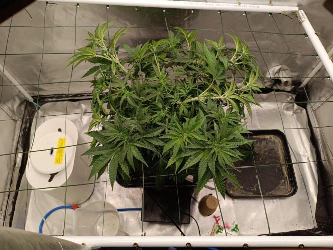 Sour scrumpy x 1. Week 5 - Day 36