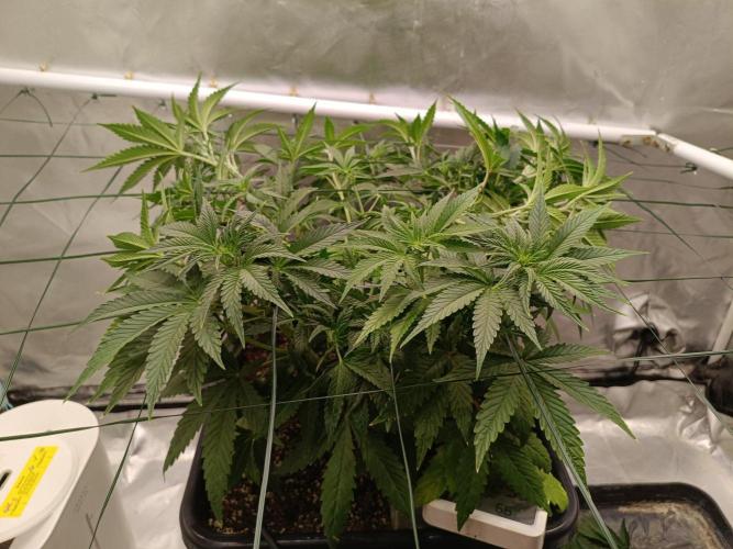 Sour scrumpy x 1. Week 5 - Day 37