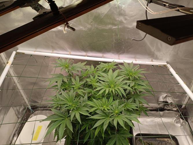 Sour scrumpy x 1. Week 5 - Day 37