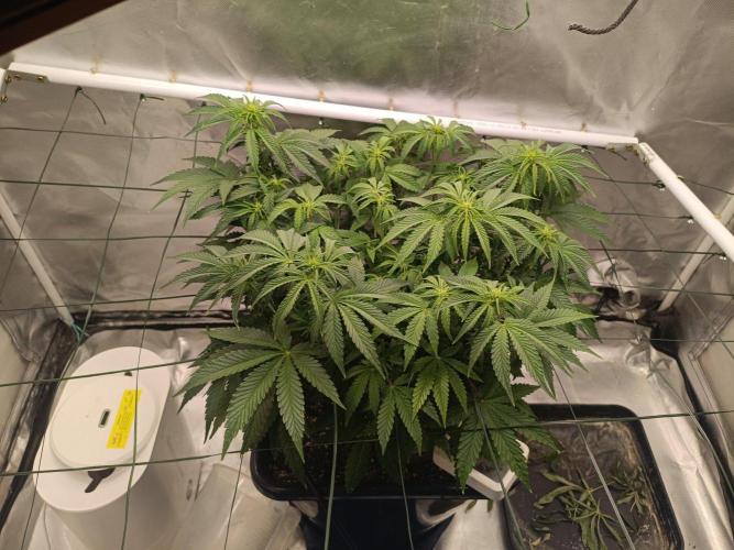 Sour scrumpy x 1. Week 5 - Day 38