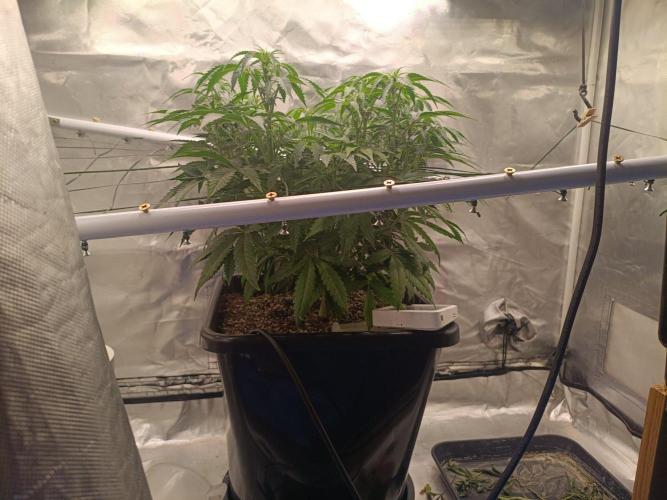 Sour scrumpy x 1. Week 5 - Day 39
