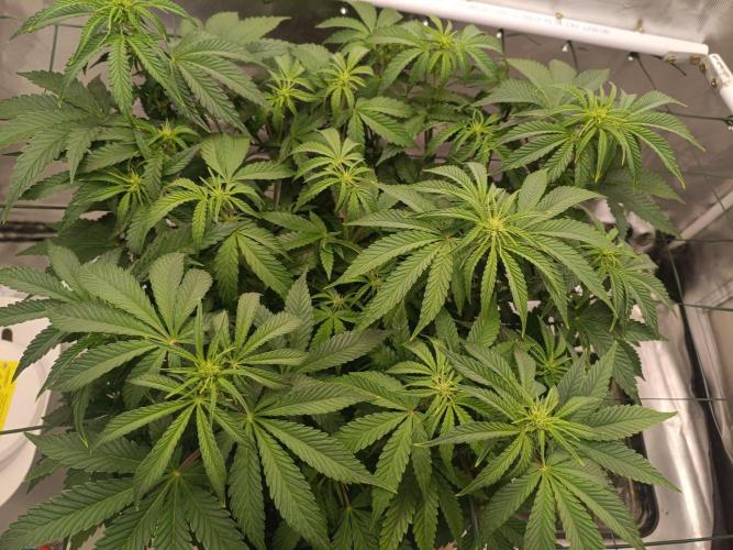Sour scrumpy x 1. Week 5 - Day 39