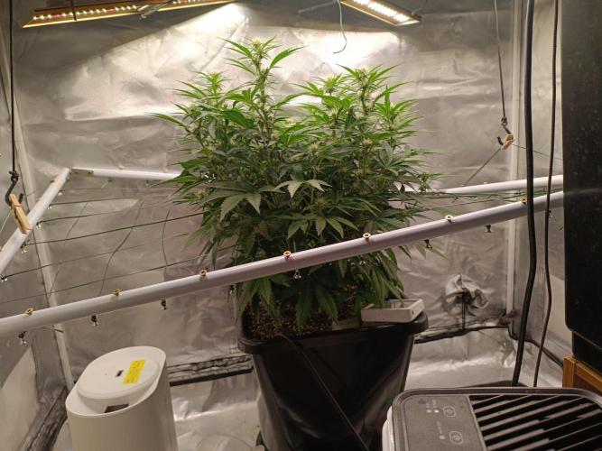 Sour scrumpy x 1. Week 6 - Day 45
