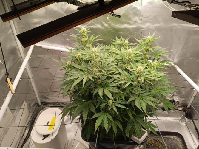 Sour scrumpy x 1. Week 6 - Day 45